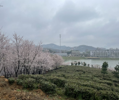 加拿大28预测