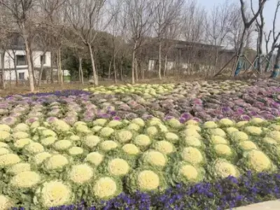 加拿大28预测
